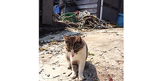 「田代島」の写真