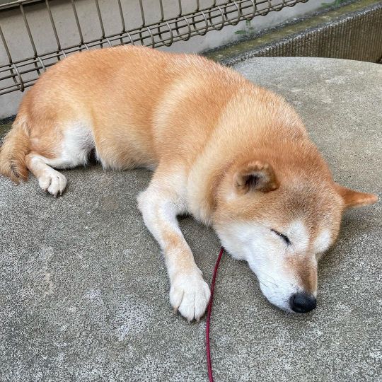 今日は良い日