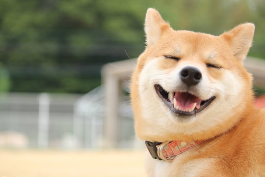 目がシバシバ。