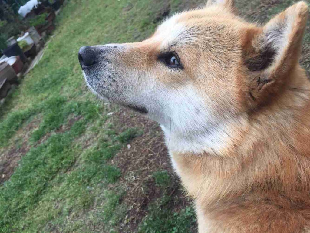 メンタルヘルスサービス開始