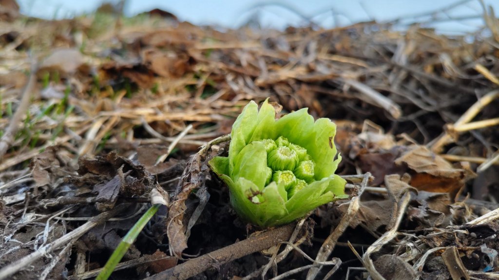 ほんわか石巻(*´ω｀)