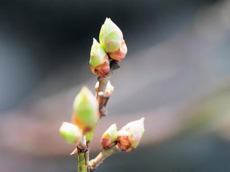 桜芽吹きなかったです🌸