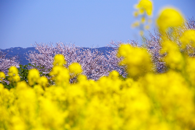 他社はもっと頑張ってるに違いない(;´･ω･)