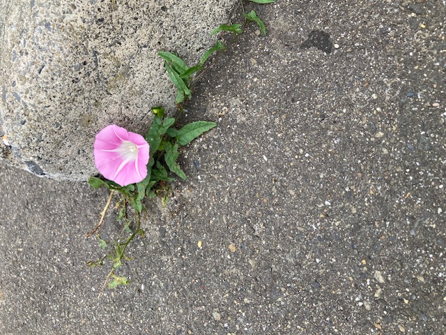 いちりん🌸